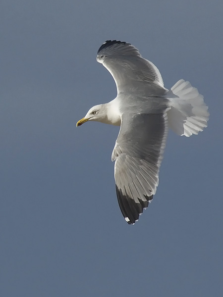Etelänharmaalokki, Yellow-legged Gull, Larus michahellis